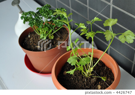 Parsley home garden Parsley home garden 4426747