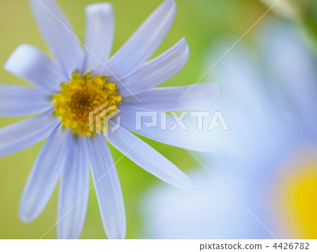 淡藍色的夢 4426782