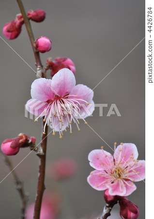 淺粉色的lingon 淺粉色的lingon 4426784