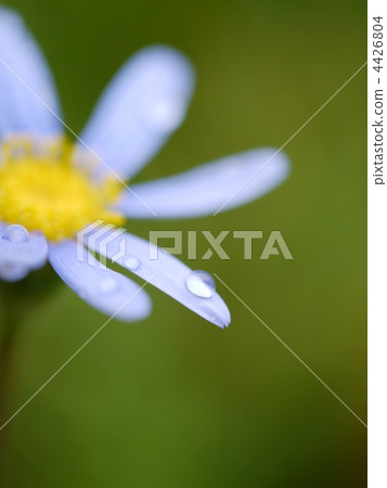 花瓣末端有一滴水 4426804