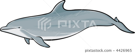 bottlenose dolphin, dolphin, dolphins 4426965