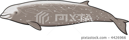 baby whale, beaked whales, whale 4426966