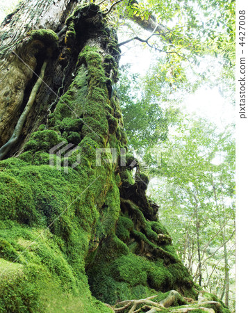 Yakushima's big tree 4427008