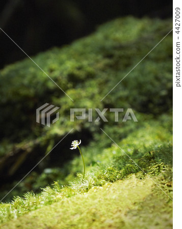 Yakushima's small flowers 4427009