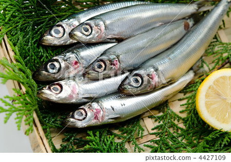 pacific round herring, Uruumeiwashi 4427109