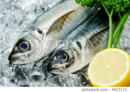 馬鮫魚，Maazi 4427113