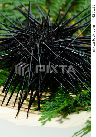 紅海膽,akauni 紅海膽,akauni 4427116