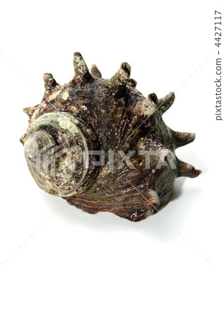 horned turban, Sazae 4427117