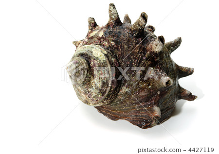 horned turban, Sazae 4427119