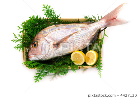 紅海鯛,紅海鯛 紅海鯛,紅海鯛 4427120