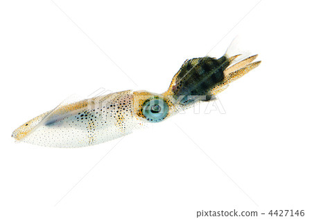 bigfin reef squid, Aoka bigfin reef squid, Aoka 4427146