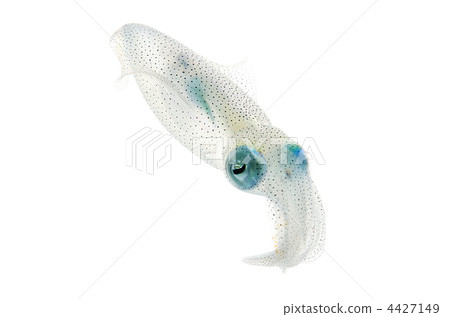bigfin reef squid, Aoka bigfin reef squid, Aoka 4427149