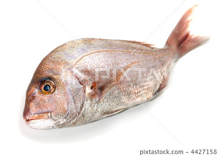 red sea bream, red sea bream 4427158