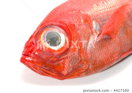 alfonsino, Kimmedai alfonsino, Kimmedai 4427160