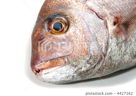 red sea bream, red sea bream red sea bream, red sea bream 4427162