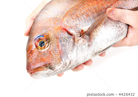 red sea bream, red sea bream red sea bream, red sea bream 4428432