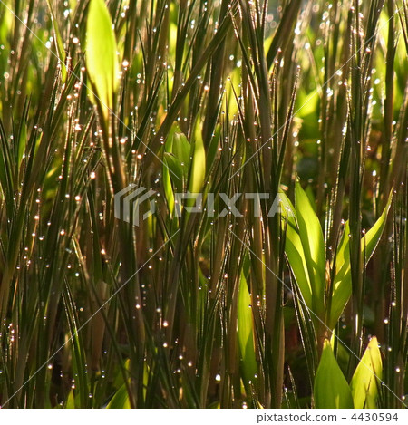 Morning dew × bamboo 4430594