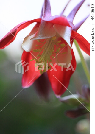 fan columbine, bloom, blossom 4430610
