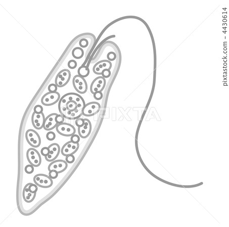 euglena, microbes, microorganism 4430614