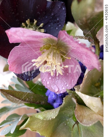 Christmas rose Christmas rose 4430693