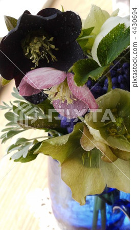 Christmas rose Christmas rose 4430694