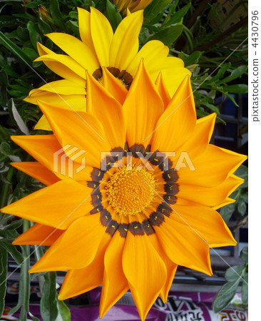 Gazania Gazania 4430796