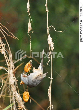 布朗吃了一頓飯 4430910