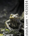 A frog 4430934
