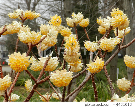 Mitumata flowers 4431013