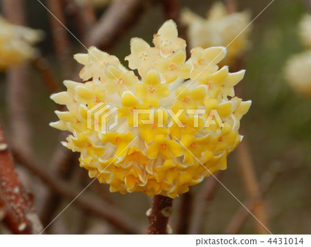 Mitumata flowers Mitumata flowers 4431014