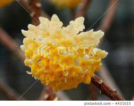 Mitumata花 Mitumata花 4431015