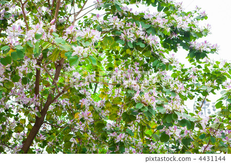 Purple trees Purple trees 4431144