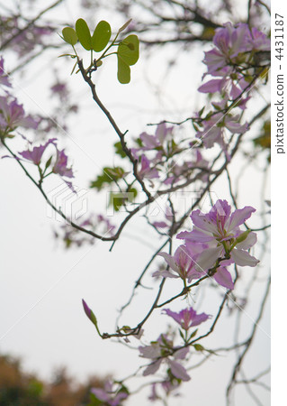 Purple trees 4431187