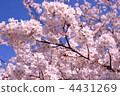 Cherry Blossoms	 4431269