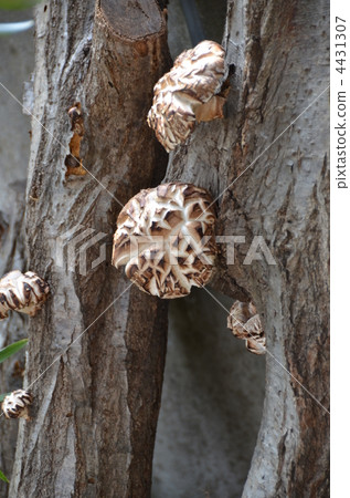 Ribbon shiitake 4431307
