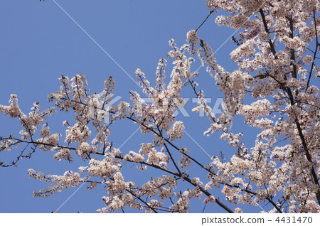 分支 樹枝 台灣櫻桃 4431470