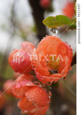 japanese quince, flowering quince, sunshiny 4431497