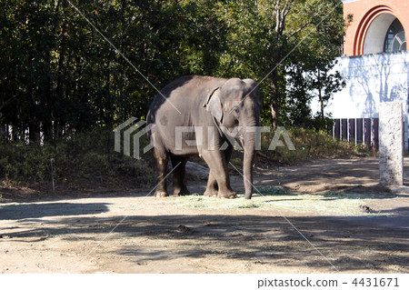 Elephants in the zoo (1) Elephants in the zoo (1) 4431671