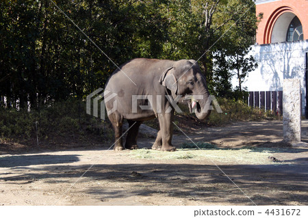 Elephants in the zoo (2) 4431672