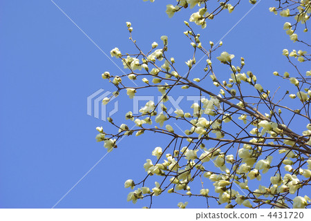 Shiraki lotus branch flower 4431720