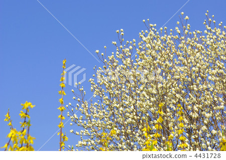 花和Forsyth花 4431728