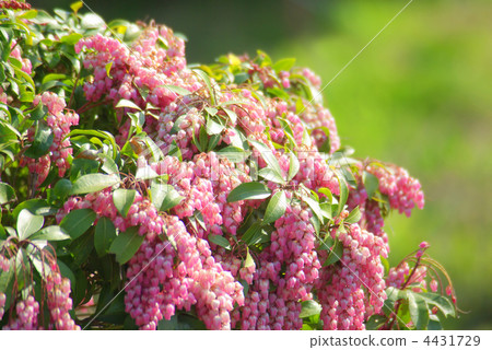 粉紅色的阿塞比花 4431729