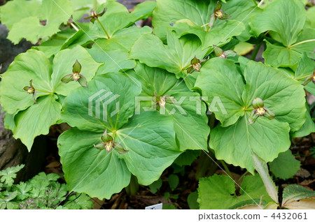 My name is Eniko Enirei. It is a long-lived grass. My name is Eniko Enirei. It is a long-lived grass. 4432061