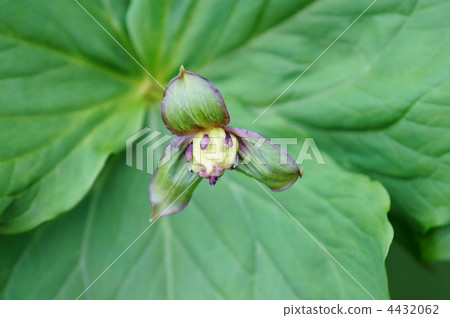 My name is Eniko Enirei. It is a long-lived grass. 4432062