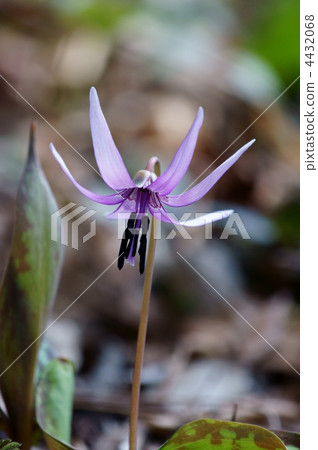 Katakuri過去的名字是Kakako。 4432068