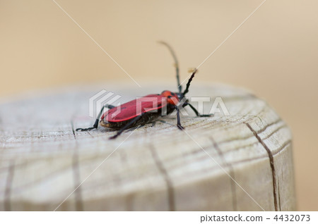 It is red bean cow Benica miki. I went out a little earlier. It is cold. It is red bean cow Benica miki. I went out a little earlier. It is cold. 4432073