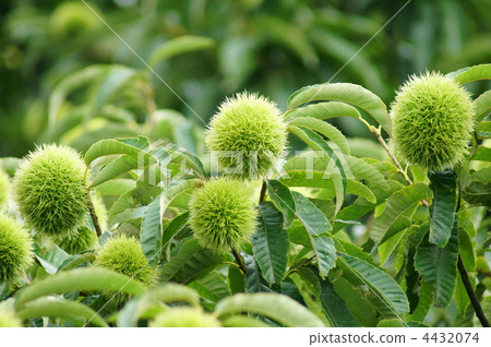 Summer chestnut fruit Summer chestnut fruit 4432074