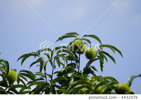 栗子果子在早期的秋天 栗子果子在早期的秋天 4432076