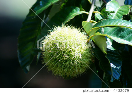 栗子果子在早期的秋天 4432079