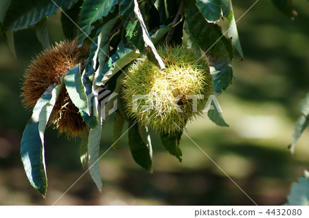 I could play the chestnut fruit. 4432080